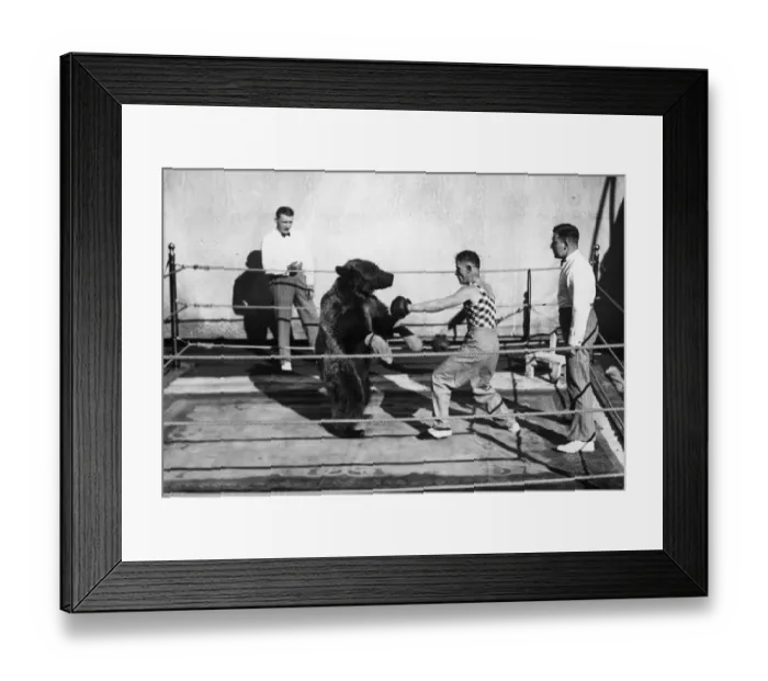 Framed Print : Boxing Bear Framed Print : Boxing Bear