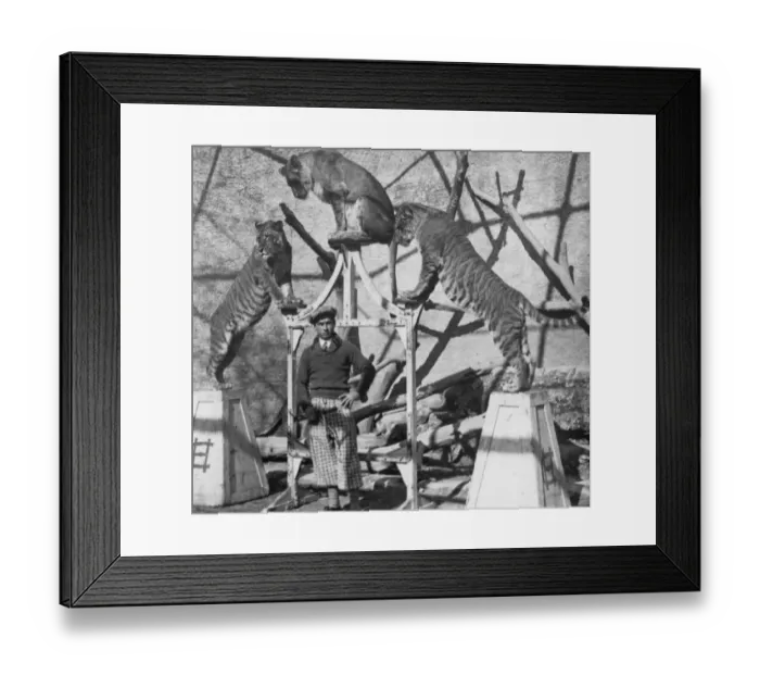 Framed Print : Big Cat Show Framed Print : Big Cat Show