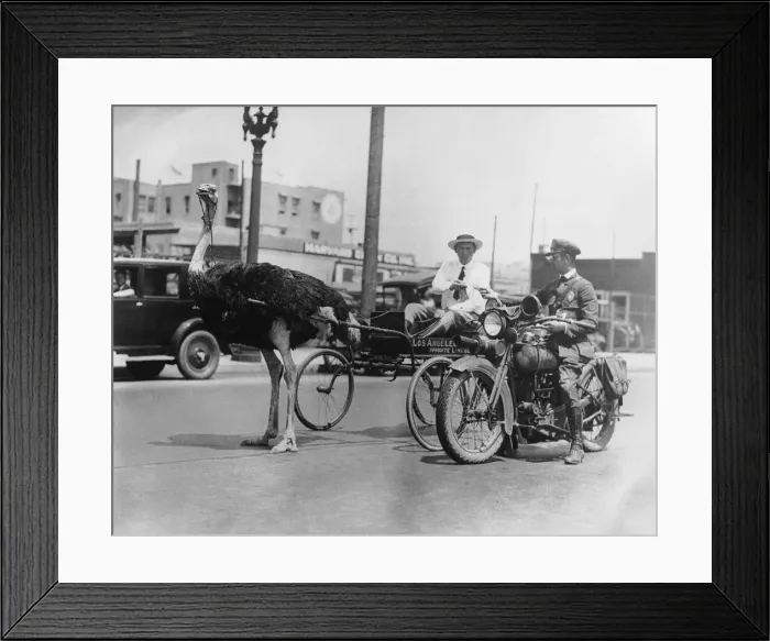 Framed Print : Ostrich Pull Framed Print : Ostrich Pull