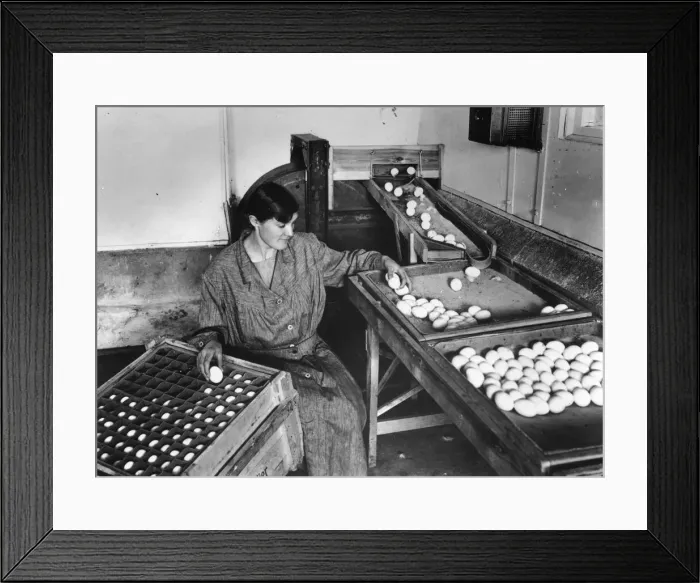 Framed Print : Egg Packing