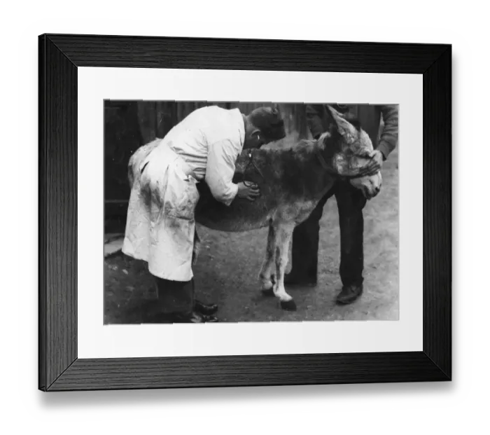 Framed Print : Donkey Check Up Framed Print : Donkey Check Up