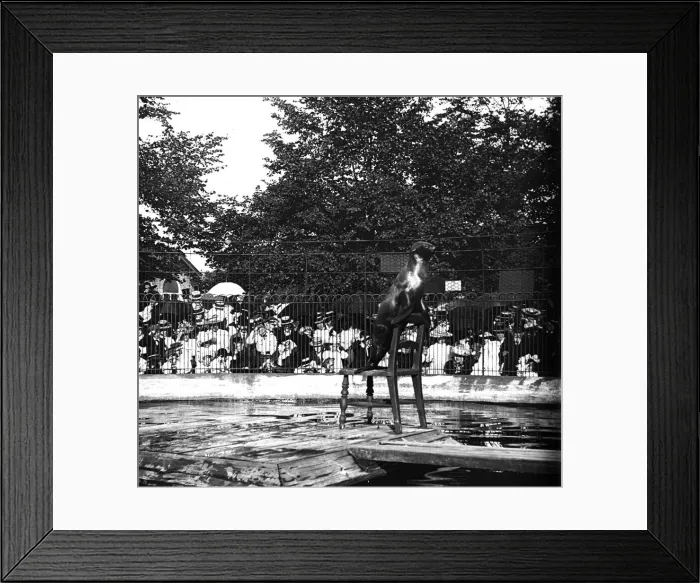 Framed Print : Sea Lion. circa 1900: A sea lion performs a trick in the enclosure at Regents Park Zoo Framed Print : Sea Lion. circa 1900: A sea lion performs a trick in the enclosure at Regents Park Zoo