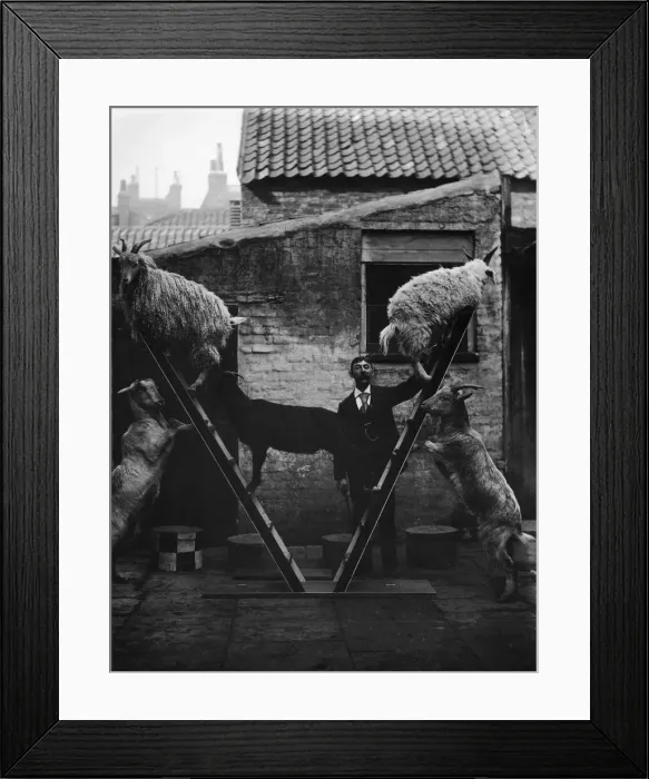 Framed Print : Performing Sheep Framed Print : Performing Sheep