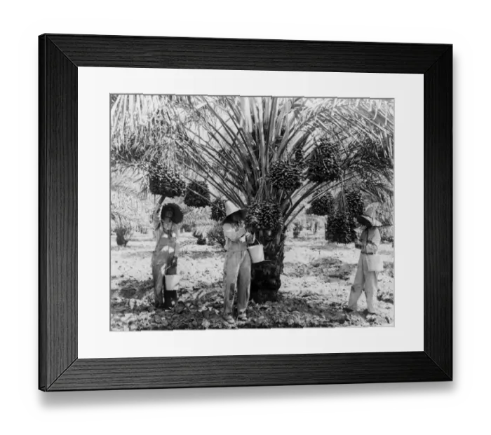 Framed Print : Hand Picked