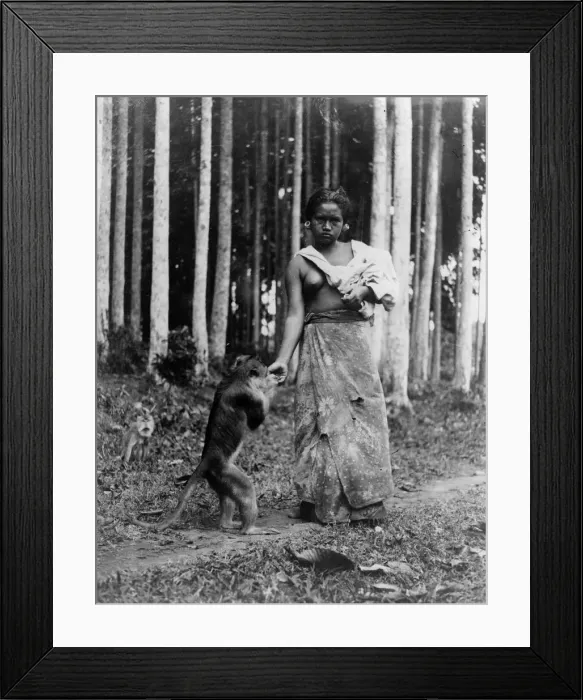 Framed Print : Balinese Monkey Framed Print : Balinese Monkey