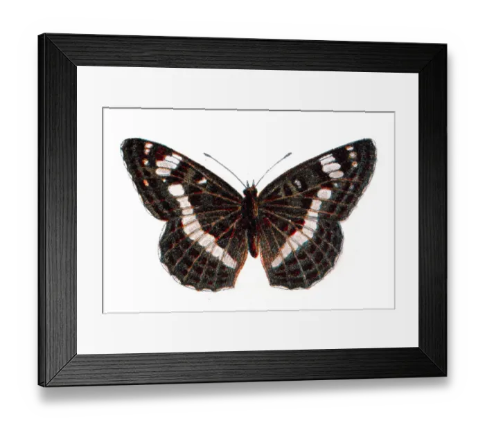 Framed Print : Limenitis camilla, Eurasian white admiral butterfly, Wildlife art Framed Print : Limenitis camilla, Eurasian white admiral butterfly, Wildlife art