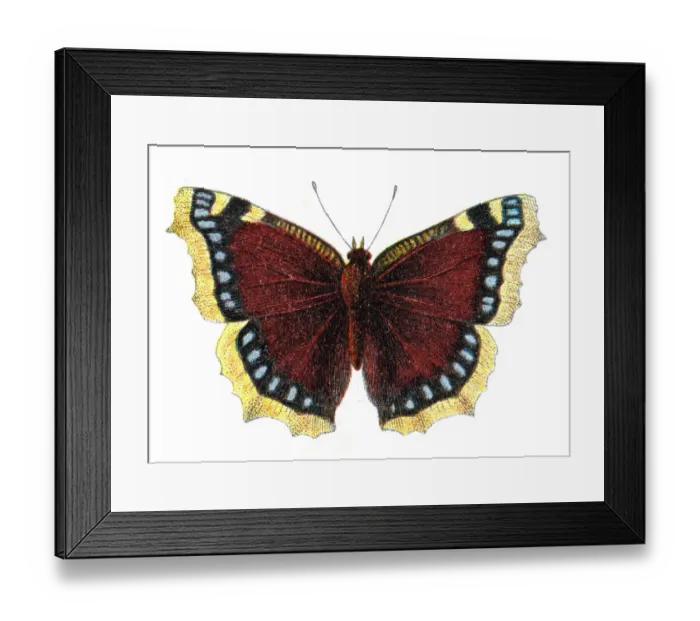 Framed Print : Nymphalis antiopa, the Mourning cloak or Camberwell beauty, Wildlife art Framed Print : Nymphalis antiopa, the Mourning cloak or Camberwell beauty, Wildlife art