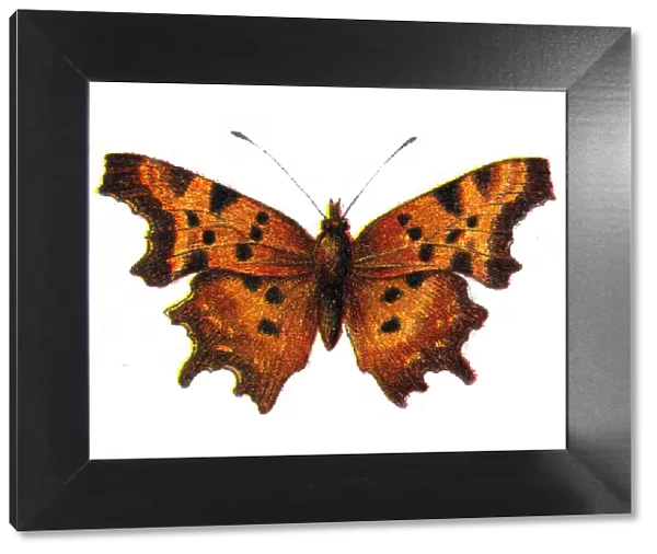 Polygonia c-album, the comma butterfly, Wildlife art