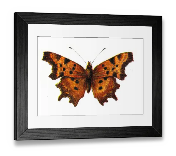 Framed Print : Polygonia c-album, the comma butterfly, Wildlife art