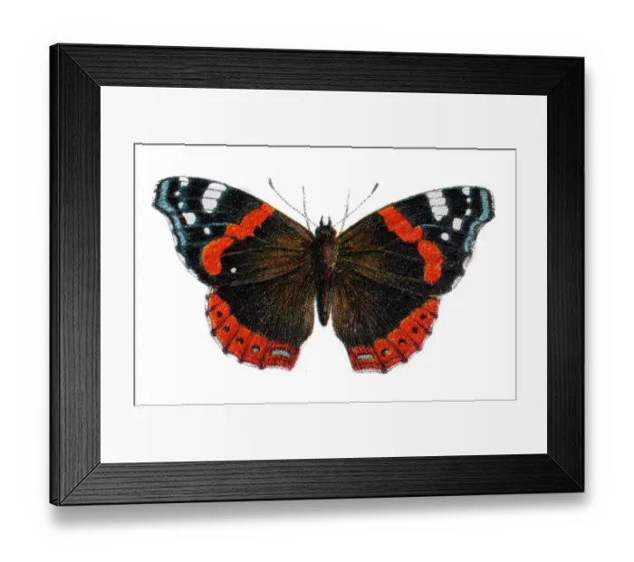Framed Print : Red admiral butterfly, Vanessa atalanta, Wildlife art Framed Print : Red admiral butterfly, Vanessa atalanta, Wildlife art