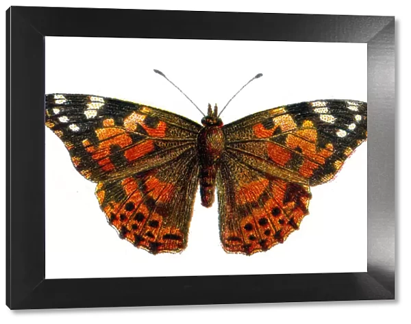 Vanessa cardui, the Painted Lady butteryfly, Wildlife art
