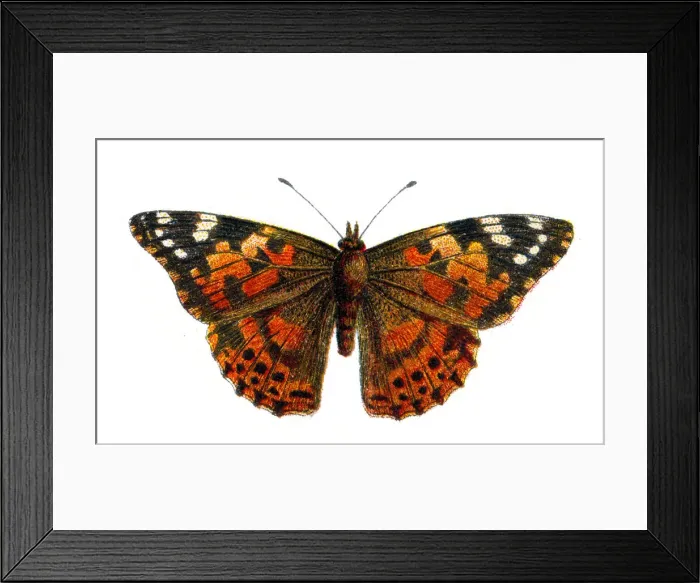 Framed Print : Vanessa cardui, the Painted Lady butteryfly, Wildlife art Framed Print : Vanessa cardui, the Painted Lady butteryfly, Wildlife art