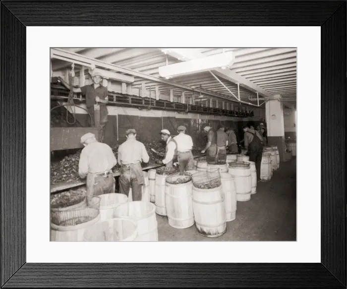 Framed Print : Oyster Sorting