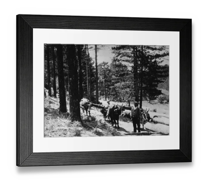 Framed Print : Corsican Forestry Framed Print : Corsican Forestry