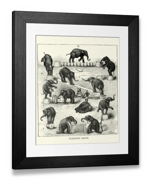 Framed Print : Victorian circus, animal trainer performing tricks with elephants, 19th Century Framed Print : Victorian circus, animal trainer performing tricks with elephants, 19th Century