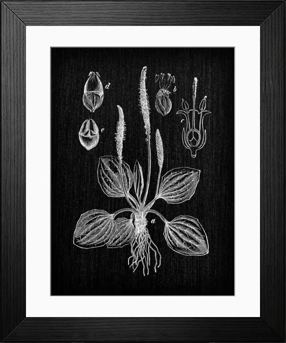 Framed Print : Botany plants antique engraving illustration: Plantago major (broadleaf plantain, white mans foot, greater plantain) Framed Print : Botany plants antique engraving illustration: Plantago major (broadleaf plantain, white mans foot, greater plantain)