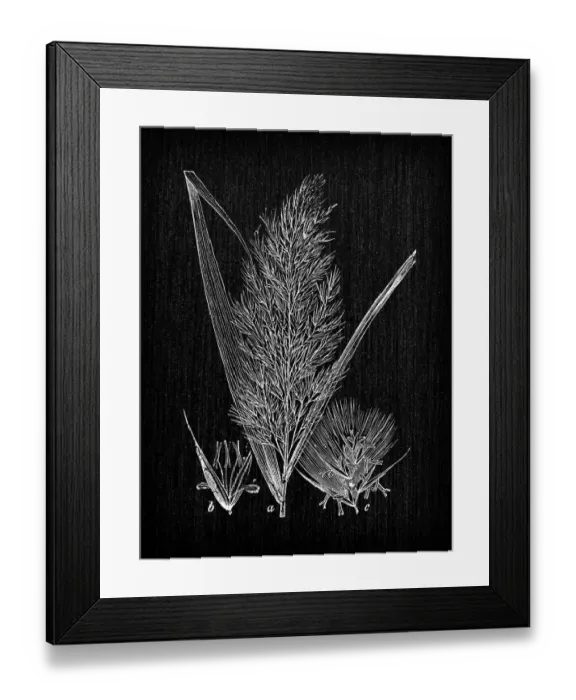 Framed Print : Botany plants antique engraving illustration: Phragmites australis Framed Print : Botany plants antique engraving illustration: Phragmites australis