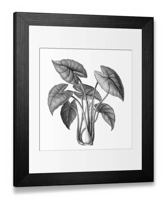 Framed Print : Old engraved illustration of Botany, Taro, kalo or godere (Colocasia esculenta)