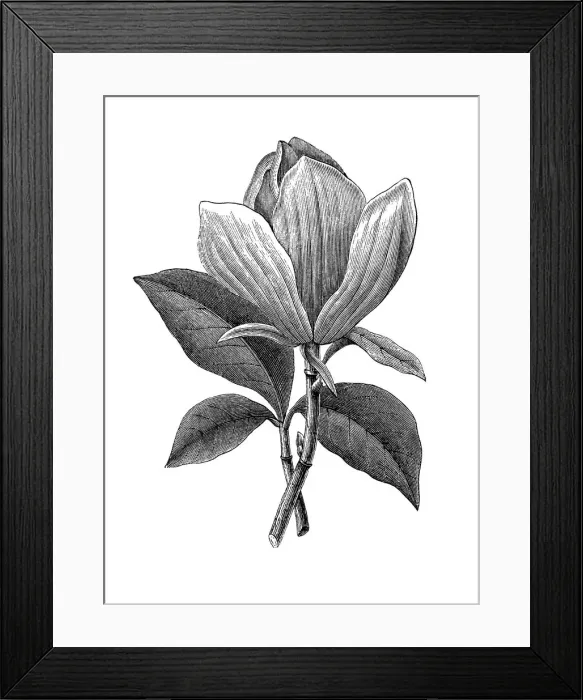 Framed Print : Old engraved illustration of Botany, magnolia (Magnolia grandiflora) Framed Print : Old engraved illustration of Botany, magnolia (Magnolia grandiflora)