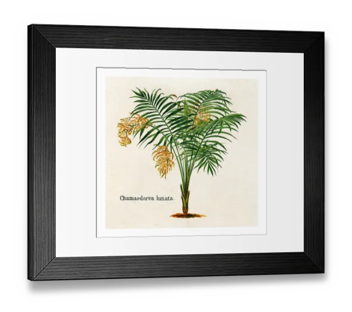 Framed Print : Old engraved illustration of Chamaedorea tepejilote, pacaya palm (Chamaedorea lunata)