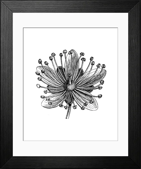 Framed Print : Old engraved illustration of Tilia flowers, Lime flower Framed Print : Old engraved illustration of Tilia flowers, Lime flower