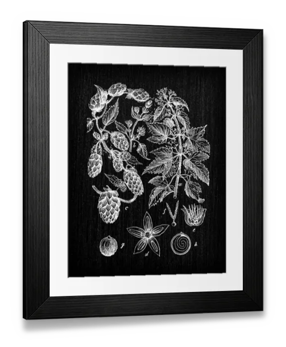 Framed Print : Botany plants antique engraving illustration: Humulus lupulus (common hop or hop) Framed Print : Botany plants antique engraving illustration: Humulus lupulus (common hop or hop)