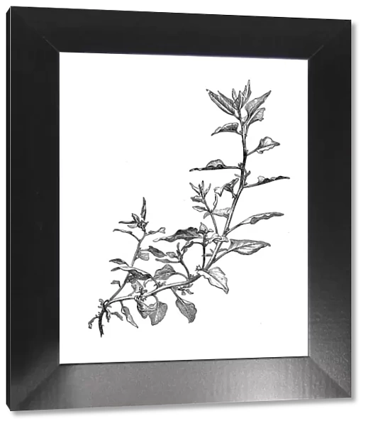 Botany plants antique engraving illustration: New Zealand Spinach