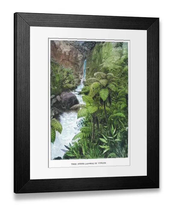 Framed Print : Old engraved illustration of tree ferns in Ceylon Framed Print : Old engraved illustration of tree ferns in Ceylon