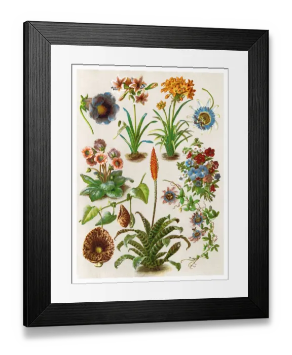 Framed Print : Old chromolithograph illustration of blossom houseplants Framed Print : Old chromolithograph illustration of blossom houseplants