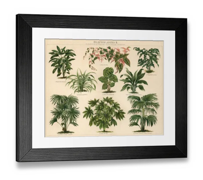 Framed Print : Old engraved illustration of Foliage plants Framed Print : Old engraved illustration of Foliage plants