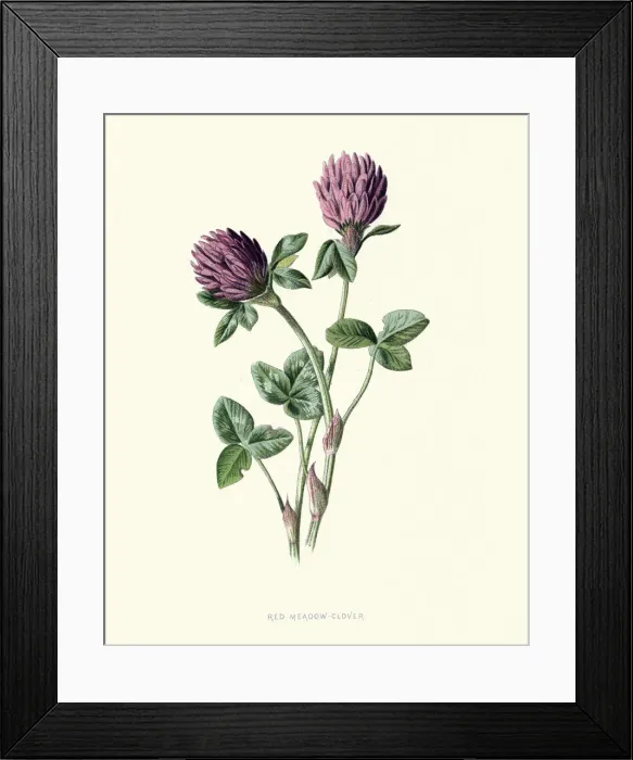 Framed Print : Trifolium pratense, red clover, botanical flower print Framed Print : Trifolium pratense, red clover, botanical flower print