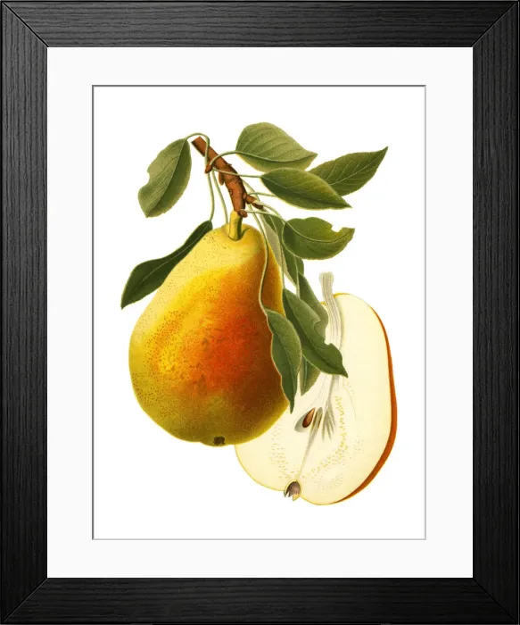 Framed Print : Pear Framed Print : Pear