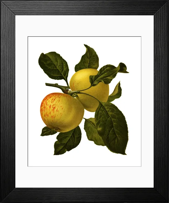 Framed Print : Apple. Antique illustration of a apple, isolated on white background Framed Print : Apple. Antique illustration of a apple, isolated on white background