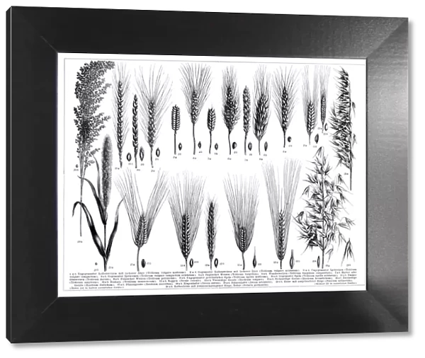 Barley wheat millet and other species of grain 1896