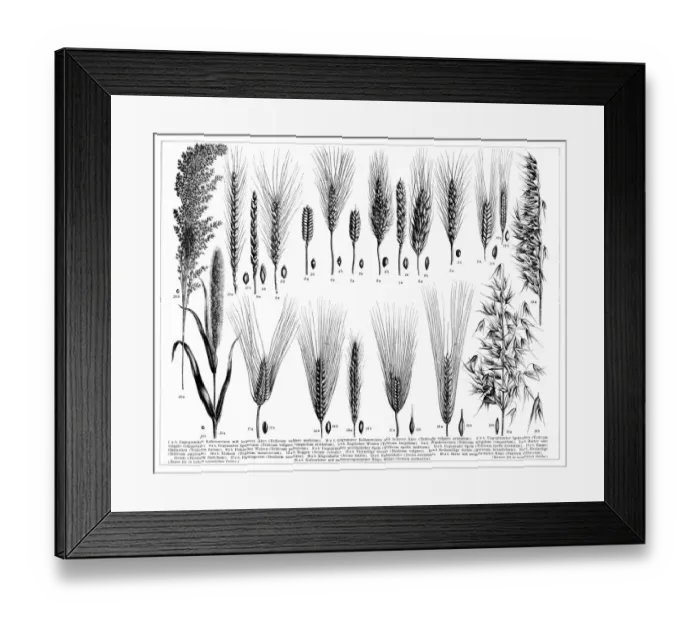 Framed Print : Barley wheat millet and other species of grain 1896 Framed Print : Barley wheat millet and other species of grain 1896
