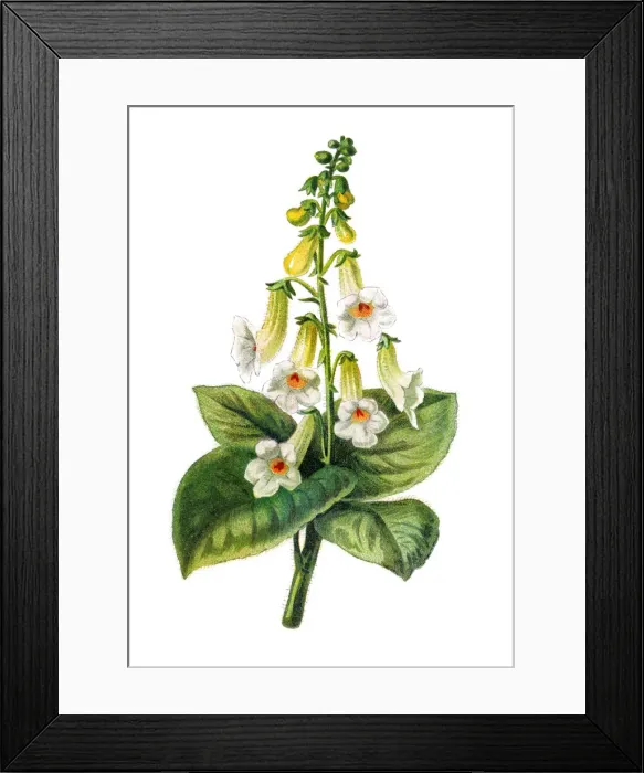 Framed Print : Old engraved illustration of Tree gloxinia (Kohleria amabilis) Framed Print : Old engraved illustration of Tree gloxinia (Kohleria amabilis)