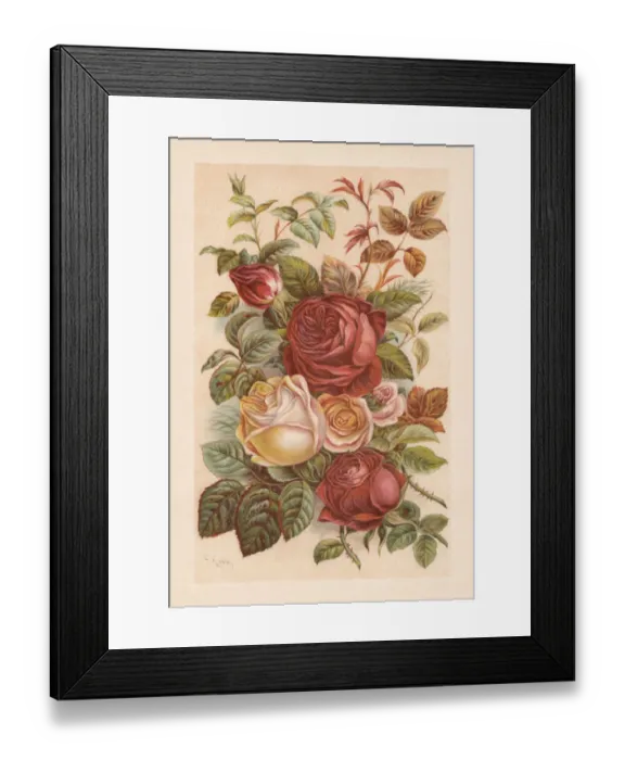 Framed Print : Roses, chromolithograph, published in 1894 Framed Print : Roses, chromolithograph, published in 1894