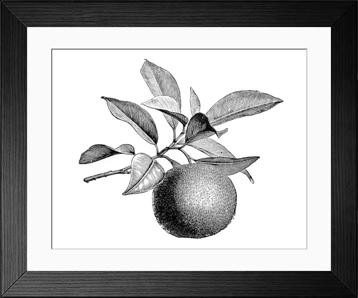 Framed Print : Botany plants antique engraving illustration: Citrus aurantium, Bitter orange, Seville orange, sour orange, bigarade orange Framed Print : Botany plants antique engraving illustration: Citrus aurantium, Bitter orange, Seville orange, sour orange, bigarade orange