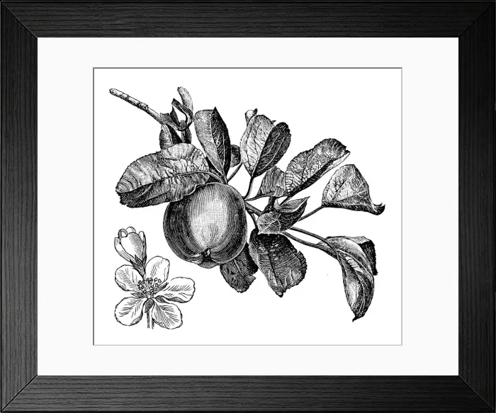Framed Print : Antique illustration of apple tree