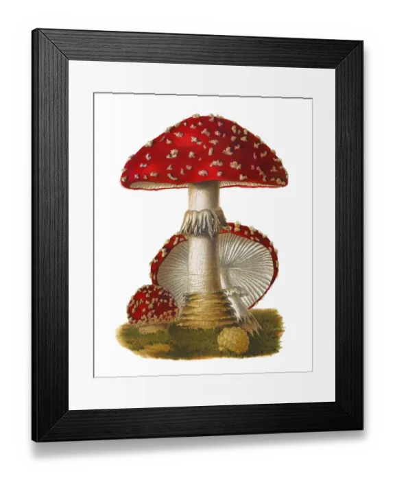 Framed Print : Old chromolithograph illustration of a poisonous mushrooms, Agaricus muscarius Framed Print : Old chromolithograph illustration of a poisonous mushrooms, Agaricus muscarius