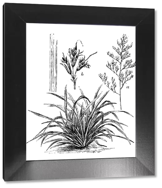 Antique illustration of Phormium tenax (flax, harakeke, New Zealand flax)