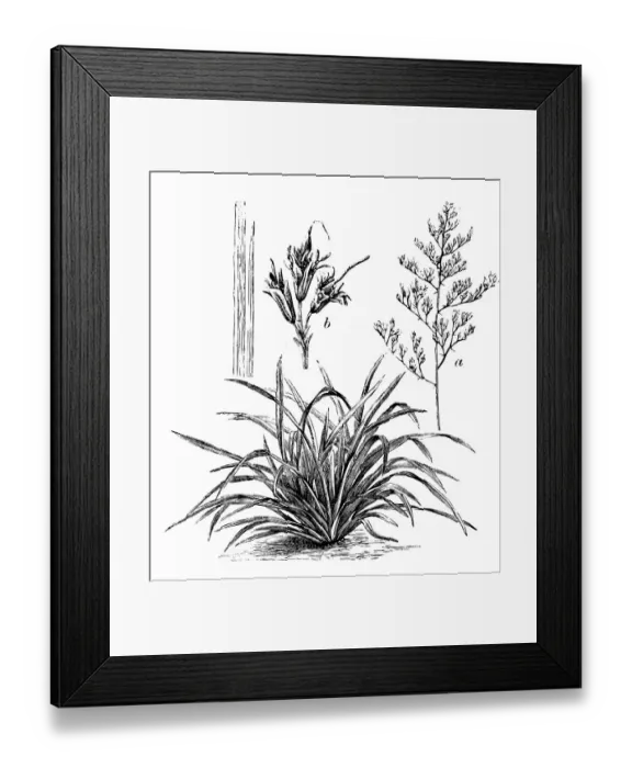 Framed Print : Antique illustration of Phormium tenax (flax, harakeke, New Zealand flax) Framed Print : Antique illustration of Phormium tenax (flax, harakeke, New Zealand flax)