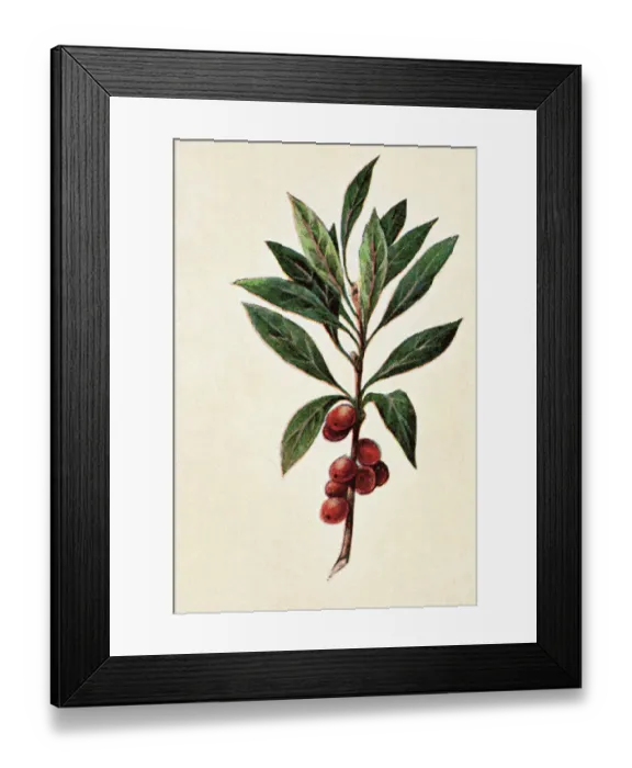 Framed Print : Old engraved illustration of a Daphne mezereum - Poisonous plants Framed Print : Old engraved illustration of a Daphne mezereum - Poisonous plants
