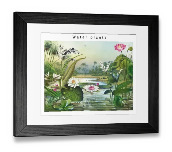Framed Print : Old engraved illustration of Botany, water plants Framed Print : Old engraved illustration of Botany, water plants