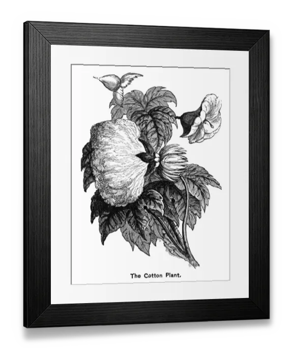 Framed Print : Old engraved illustration of cotton plant, Botany Framed Print : Old engraved illustration of cotton plant, Botany