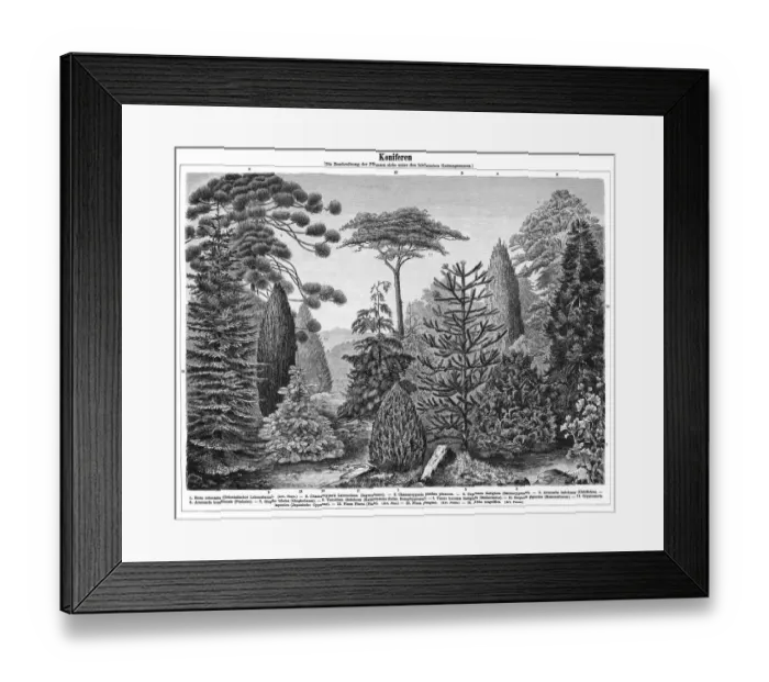 Framed Print : Old engraved illustration of Conifers Framed Print : Old engraved illustration of Conifers