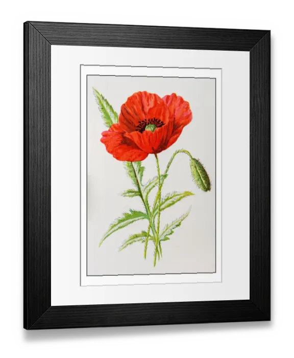 Framed Print : Antique color plant flower illustration: Scarlet poppy (Papaver rhoeas) Framed Print : Antique color plant flower illustration: Scarlet poppy (Papaver rhoeas)