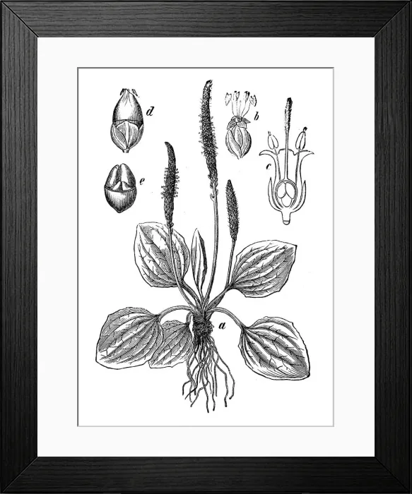 Framed Print : Botany plants antique engraving illustration: Plantago major (broadleaf plantain, white mans foot, greater plantain) Framed Print : Botany plants antique engraving illustration: Plantago major (broadleaf plantain, white mans foot, greater plantain)