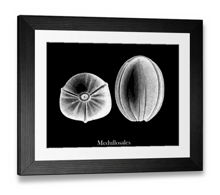 Framed Print : Old engraved illustration of Plants of the Carboniferous age, Plant fossils Framed Print : Old engraved illustration of Plants of the Carboniferous age, Plant fossils