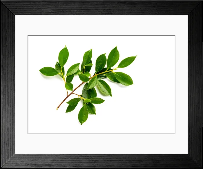 Framed Print : [Fresh green] Fresh green leaves branch with drops isolate on white background